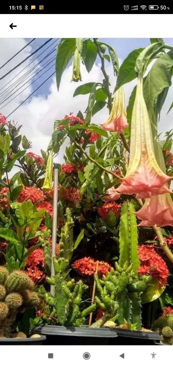 Planta saudável 