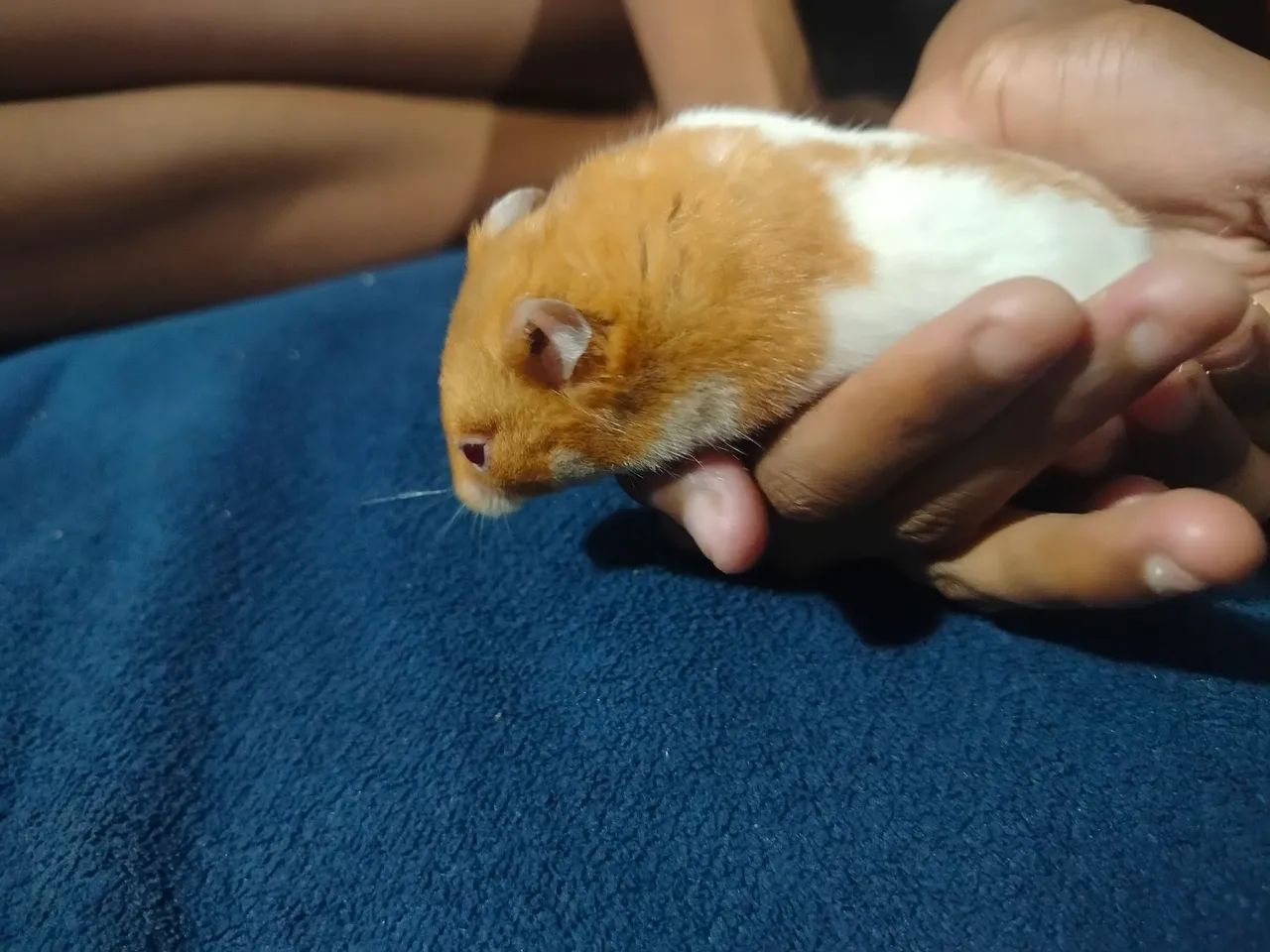 Hamster sírio macho "doação" - Foto 2