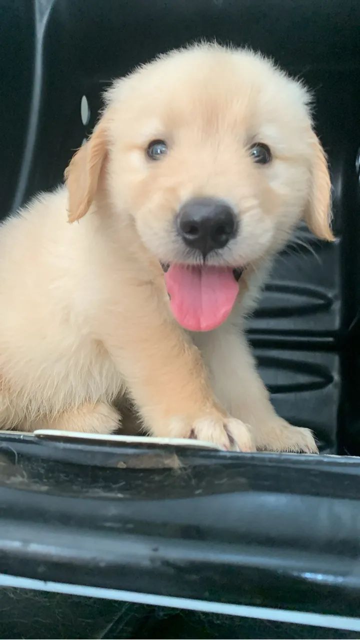 Cachorro golden  - Foto 4