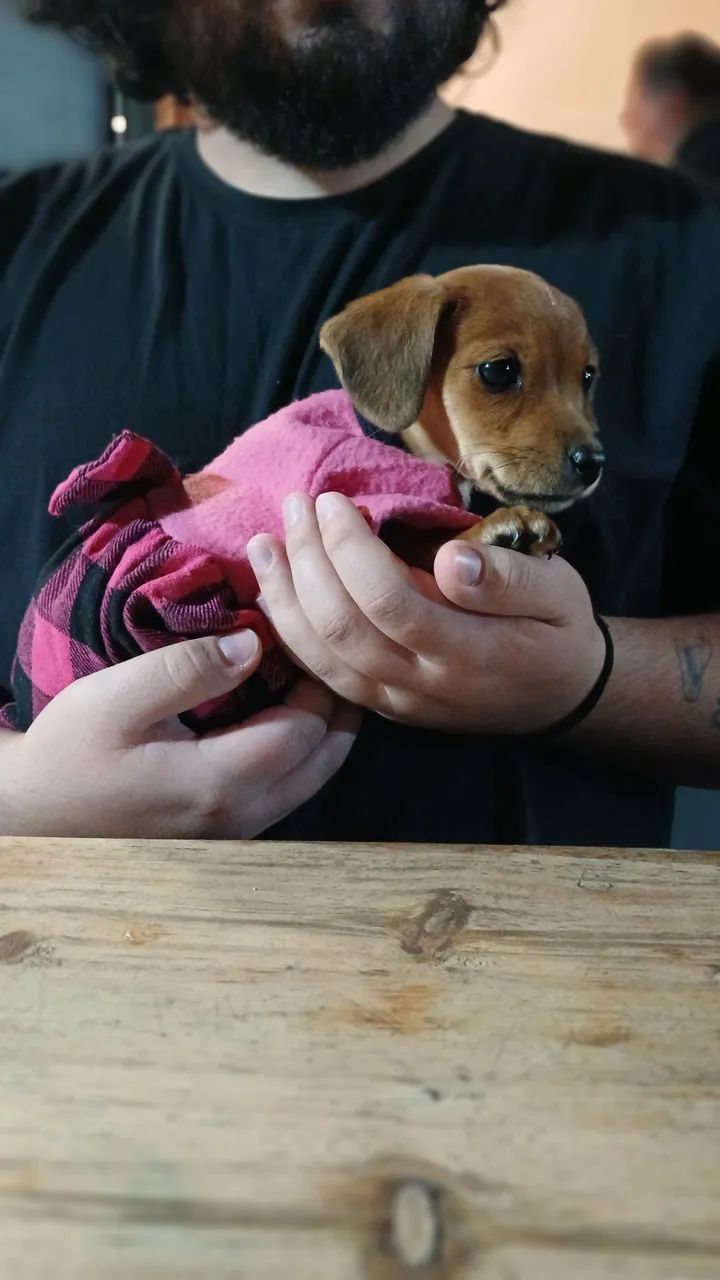 Dachshund pelagem curta (Teckel)