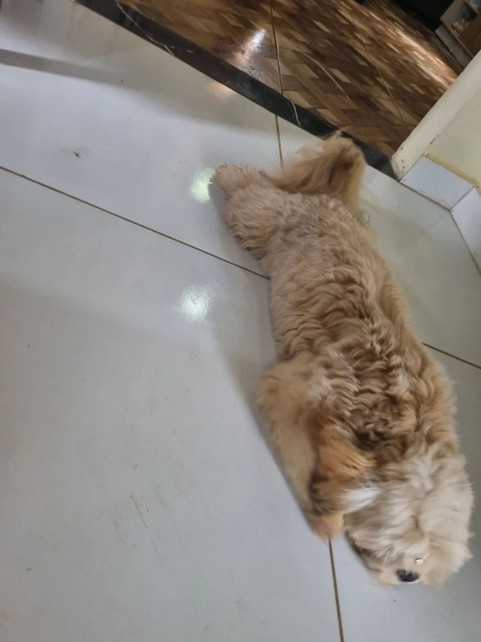 Animais  - Foto 4