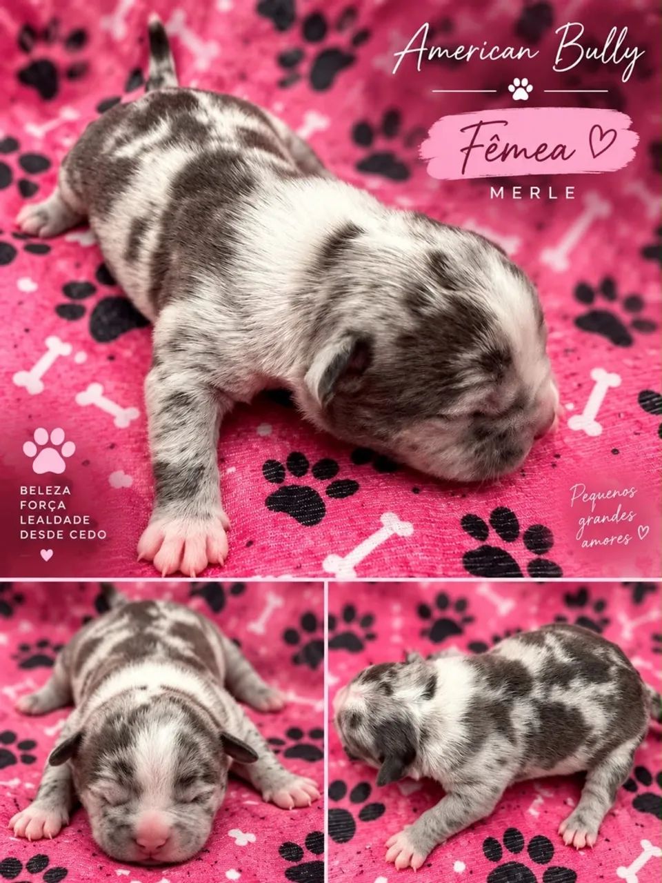 Filhotes American Bully  - Foto 5