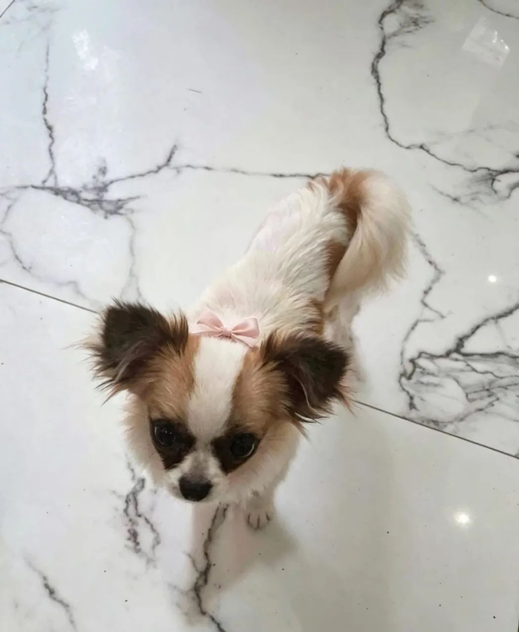 Cachorro - Foto 2