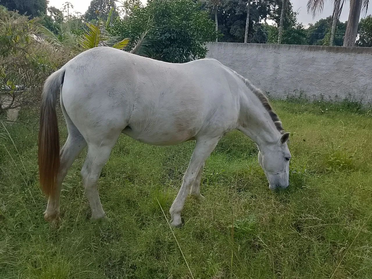 Égua prenha + charretinha  - Foto 3