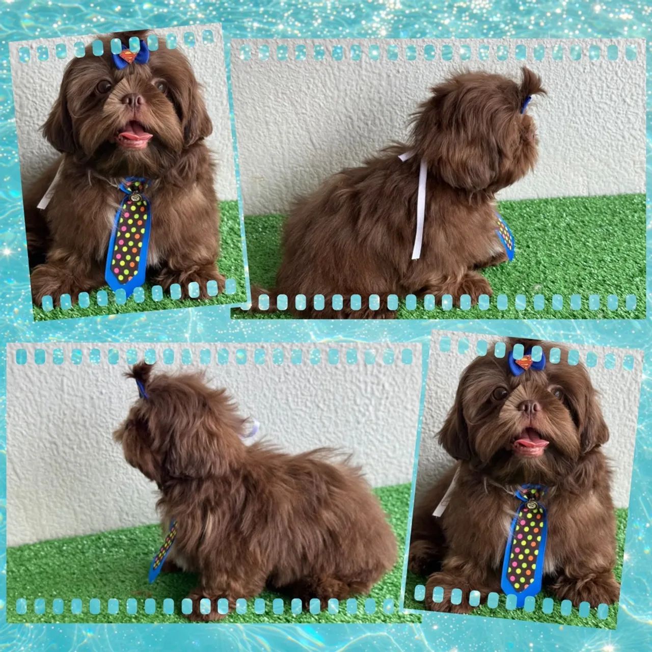 Shihtzu feminhas e machinhos !!! - Foto 3