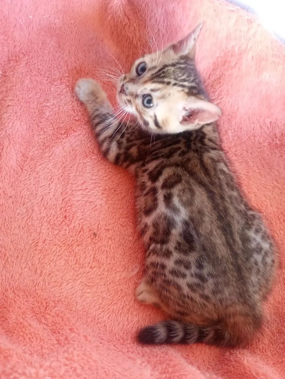 Gatinhos bengal  - Foto 3