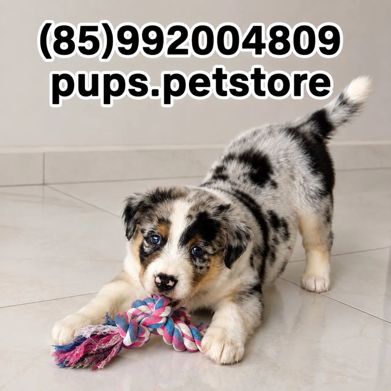 Border collie merle macho 