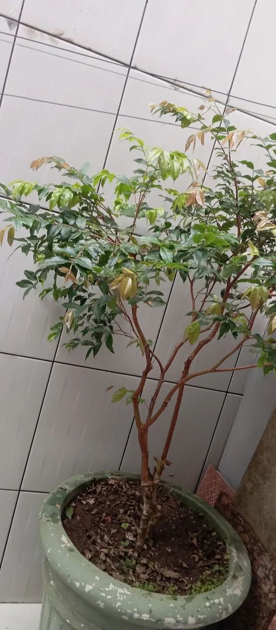 Vendo todas essas plantas 