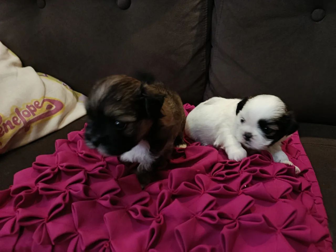 Cachorrinho  - Foto 2