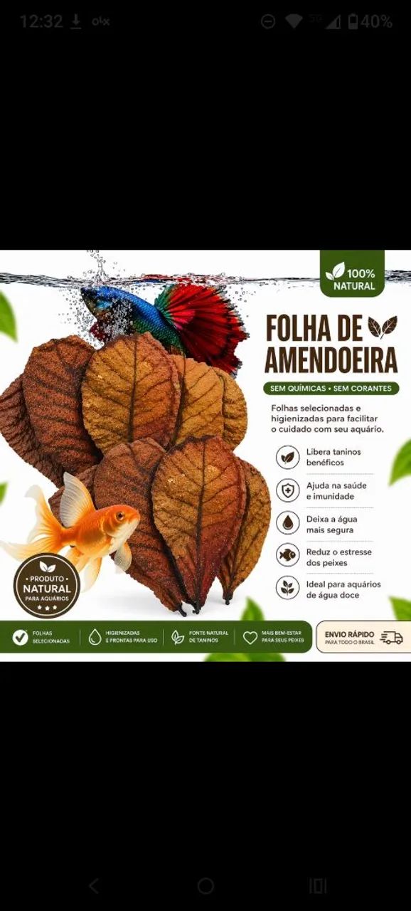 60 Folhas Castanhola, sete copas amendoeira - Foto 2