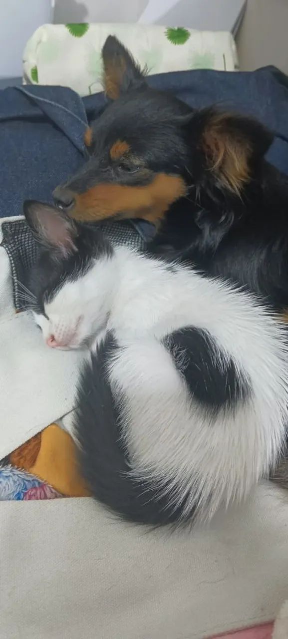 Doação gatinho  - Foto 2