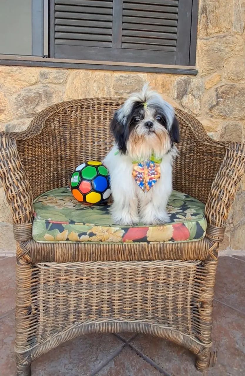 Filhote shih tzu macho  - Foto 2