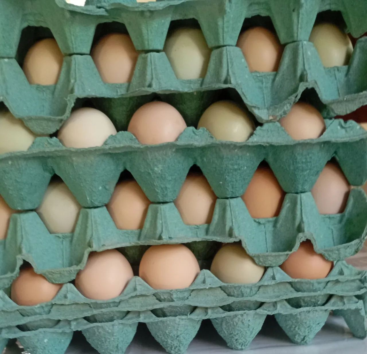 Ovos caipira germinados 