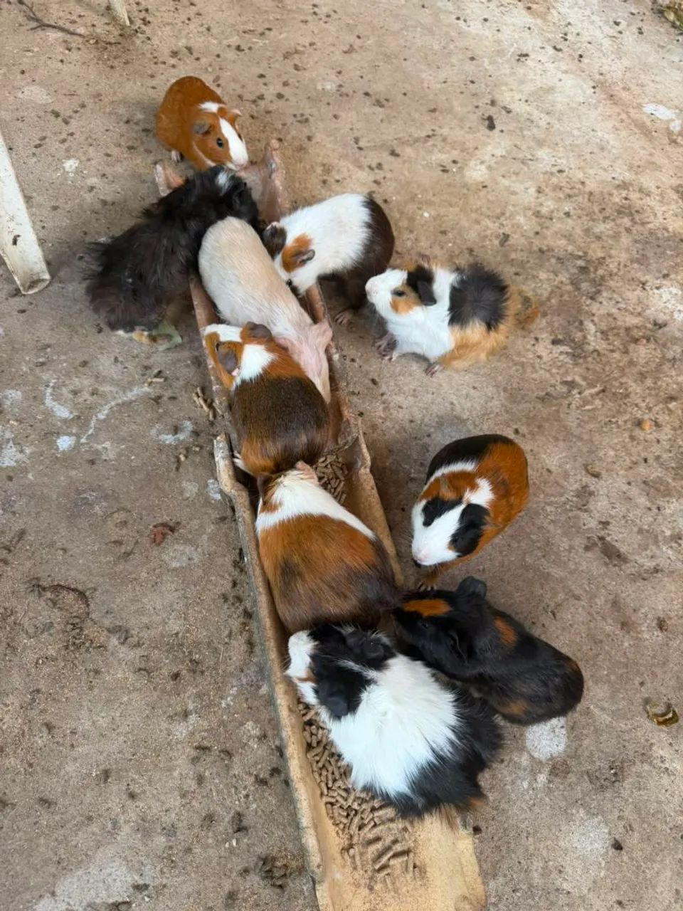 Vende-se Porquinhos da Índia 70 reais cada - Foto 2
