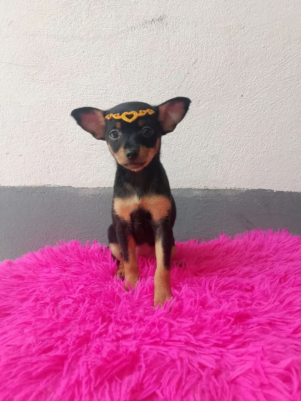 Machos e fêmea 