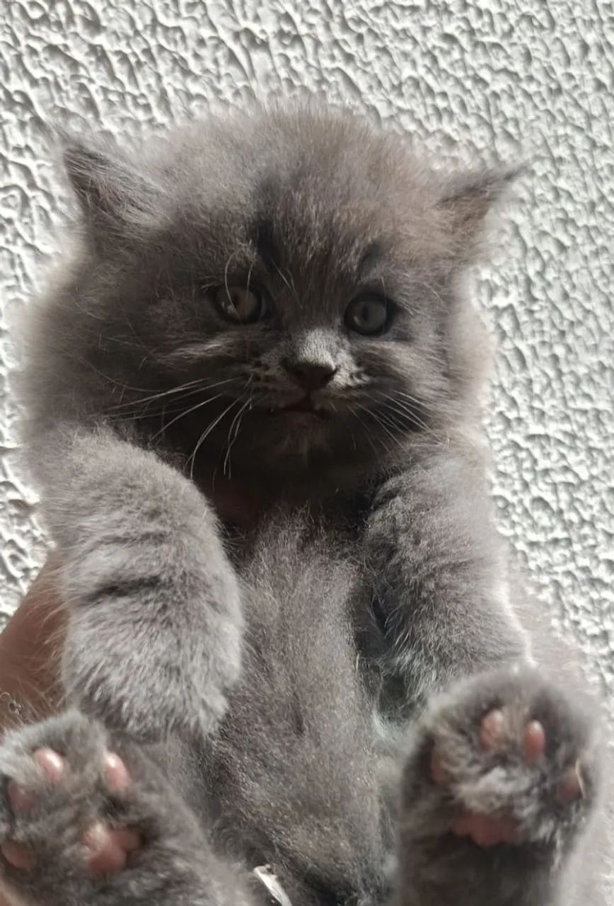 Gatos Persas  - Foto 4