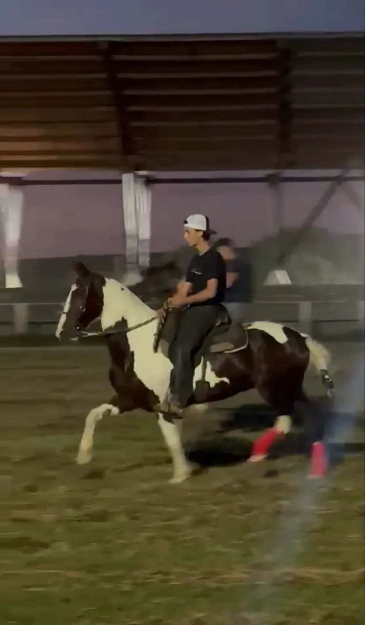 Vendo égua mangalarga marchador de pista ! - Foto 3