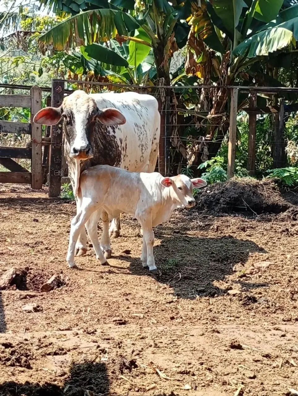 Vaca de leite  - Foto 2