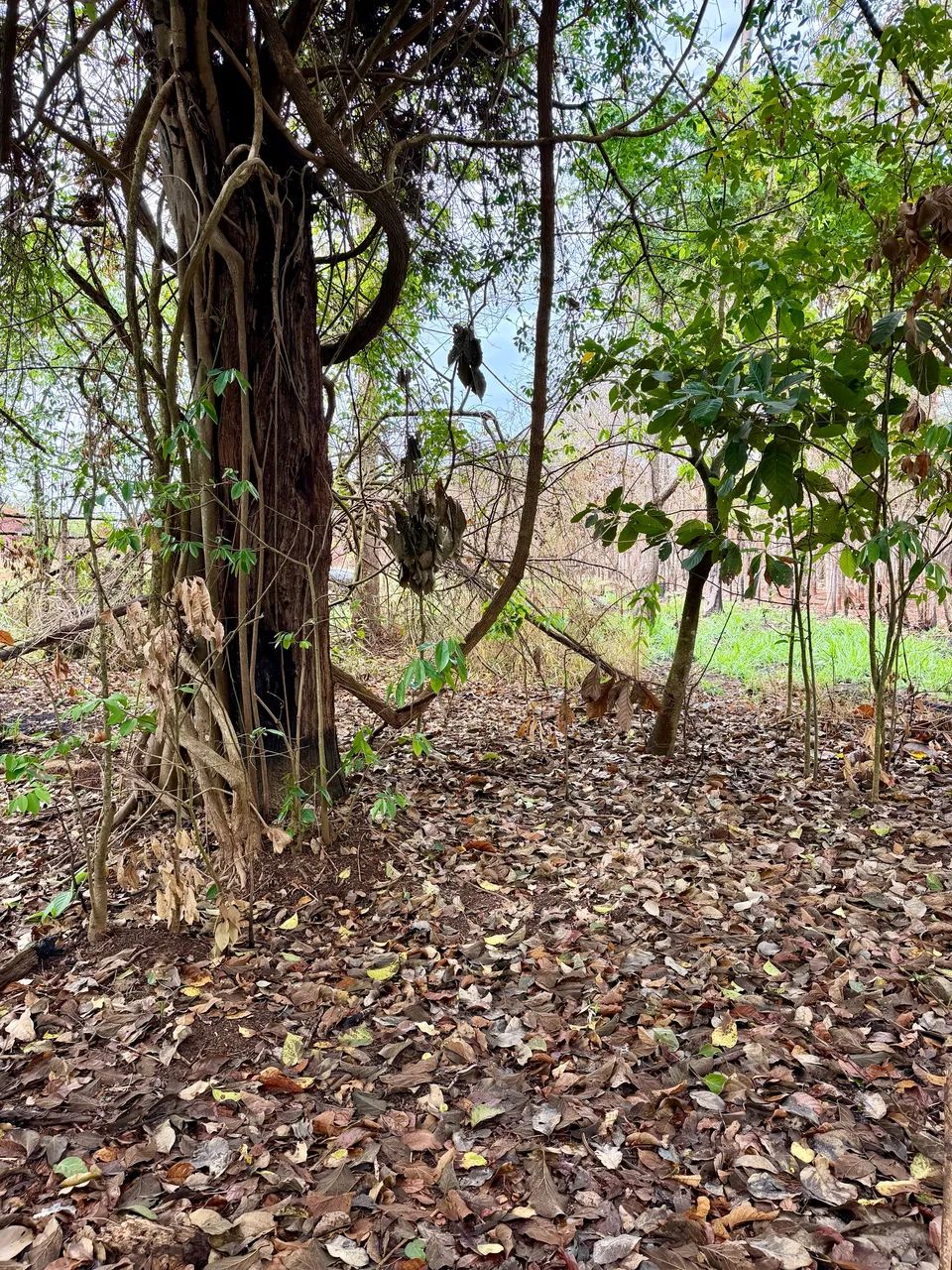 Chácara com Córrego. Em Goianápolis-GO - Foto 5