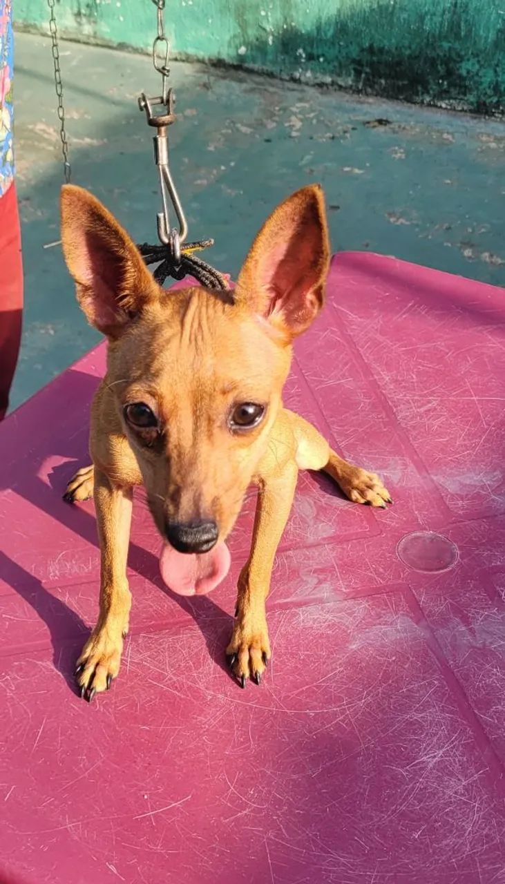 Pinscher n°1 - Foto 2