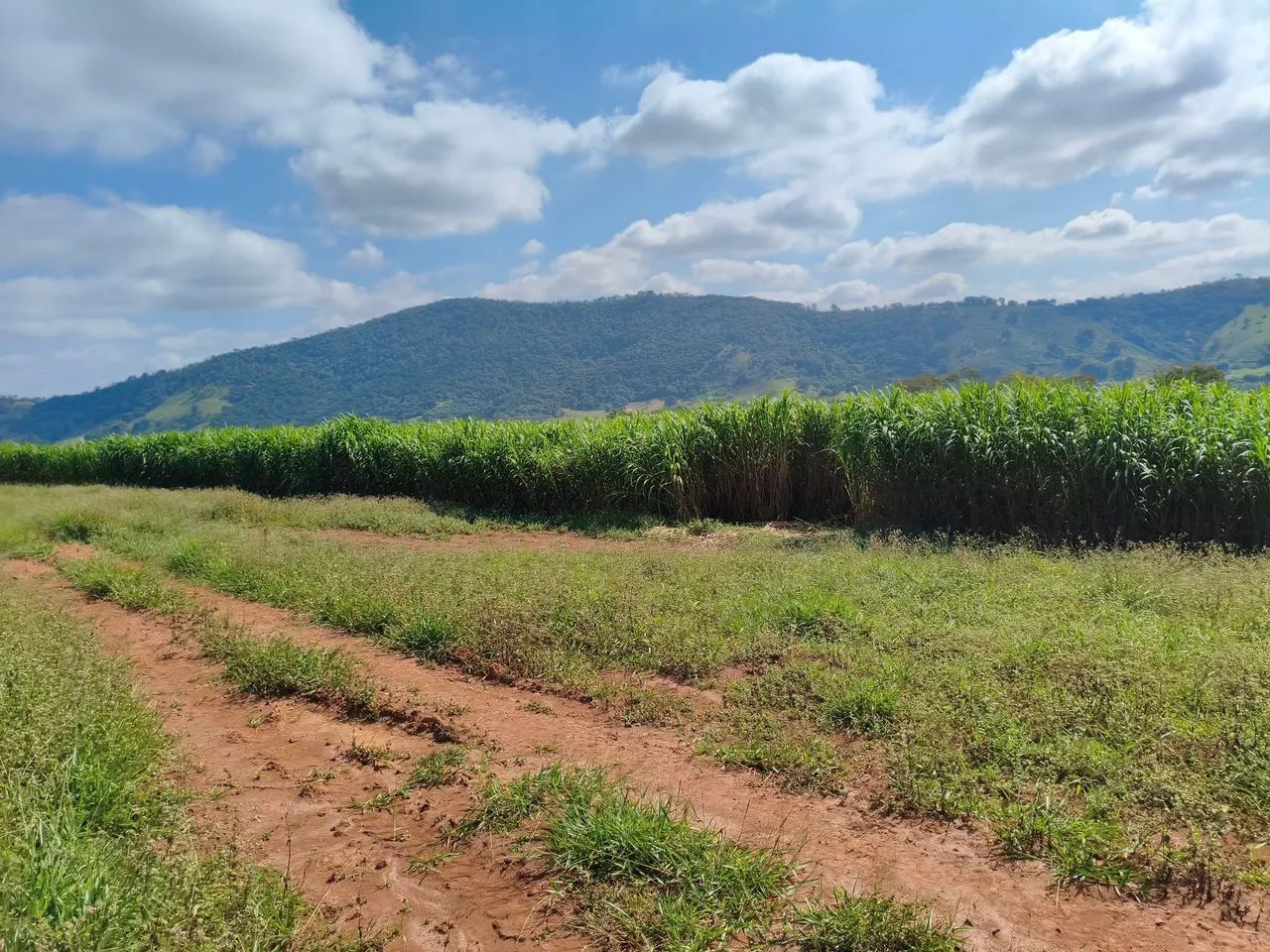 Silagem de capim Açu  - Foto 3