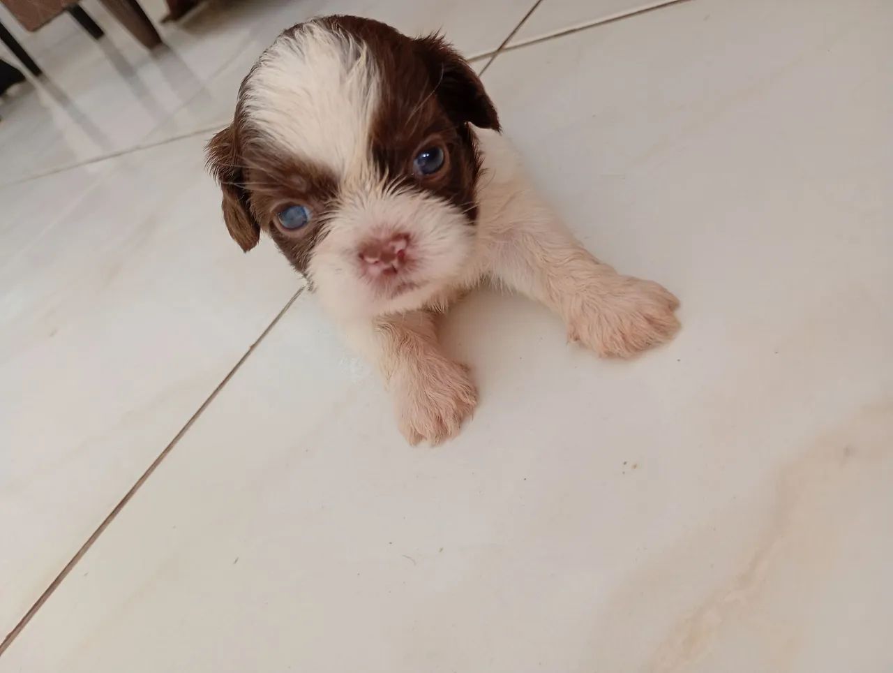 Filhotes de Shihtzu  - Foto 4