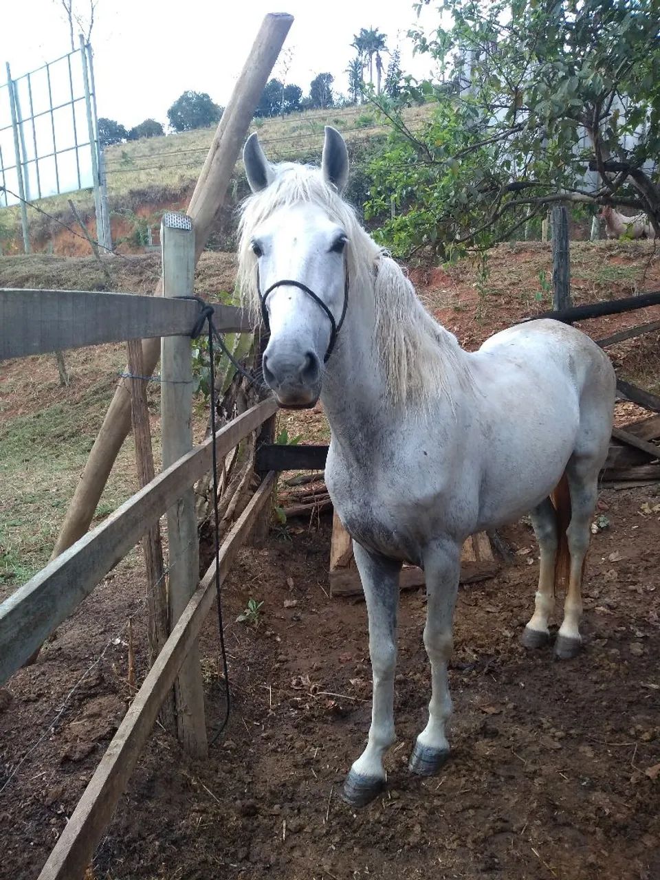 Cavalo marcha batida  - Foto 3