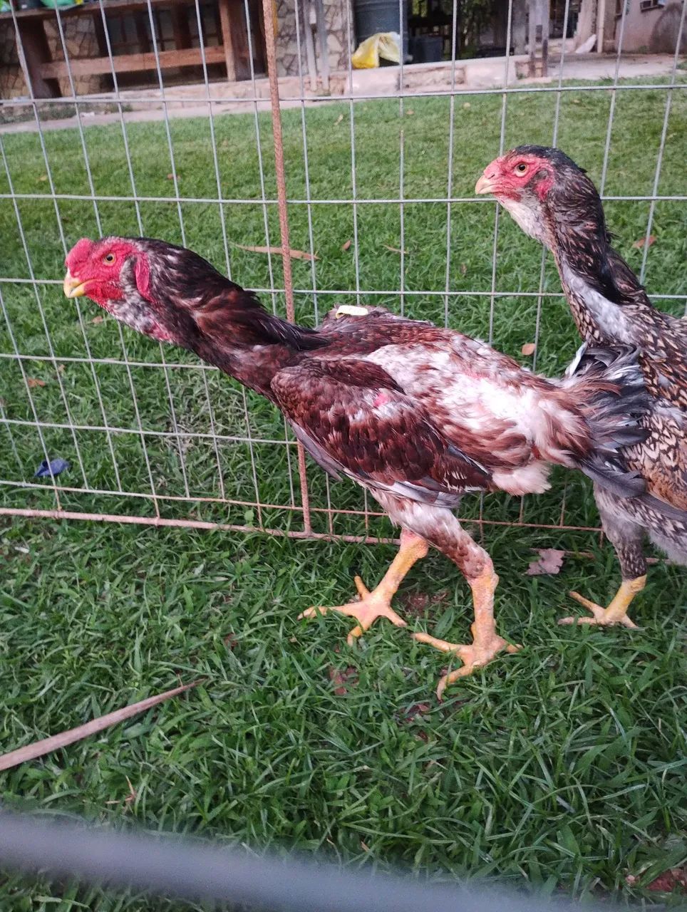  Casal de frango Calcuta  - Foto 2