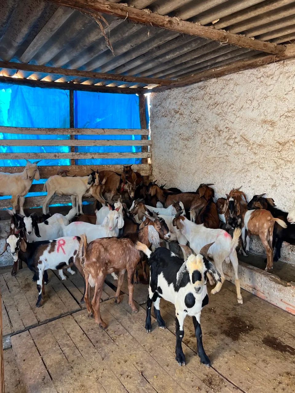 CABRAS,CABRITOS & BODES  - Foto 3