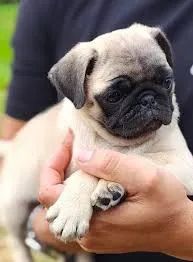 Pug filhote  - Foto 2