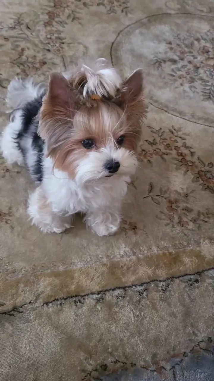 Filhotes de yorkshire biewer terrier macho micro