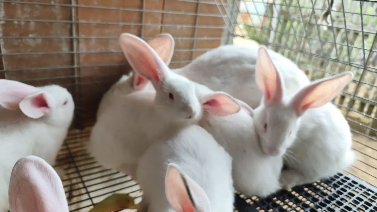 Coelhos gigante de Flandres  - Foto 3