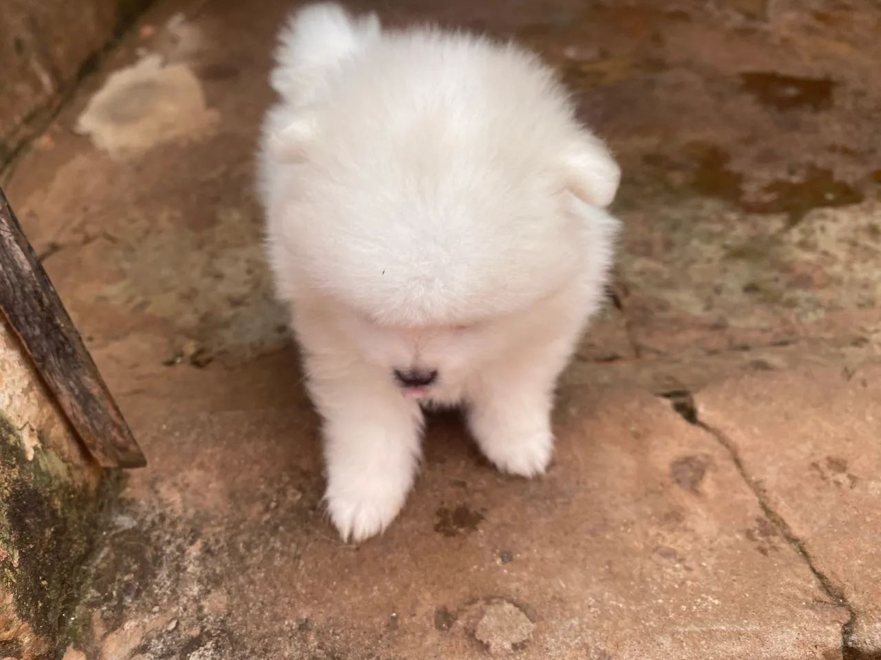 Spitz alemão anao - Foto 2