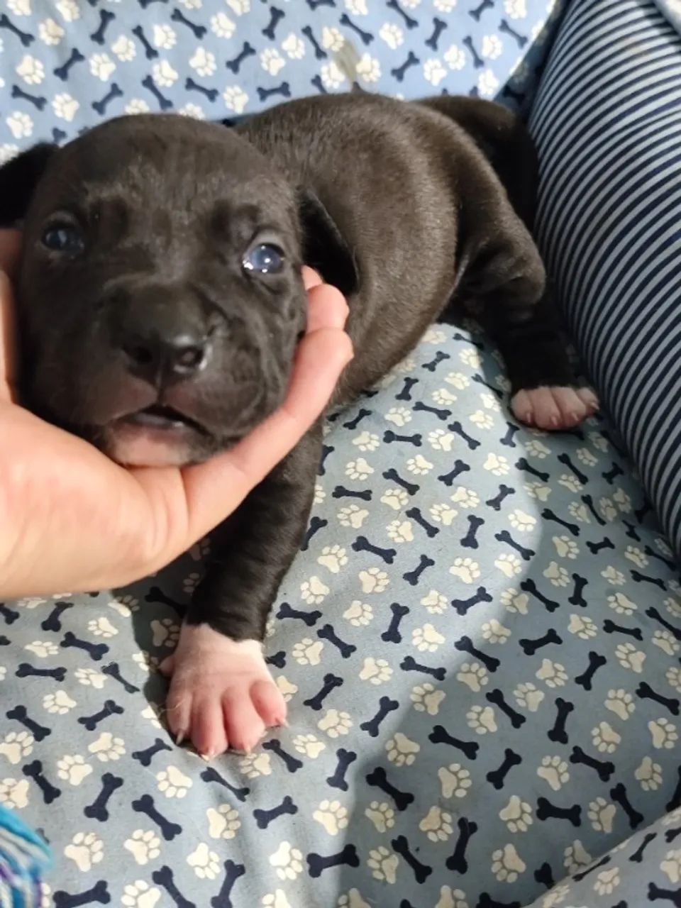 Pitbull