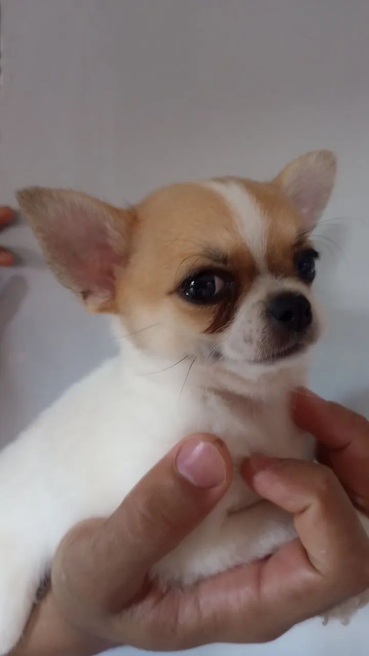 Chihuahua macho  - Foto 3
