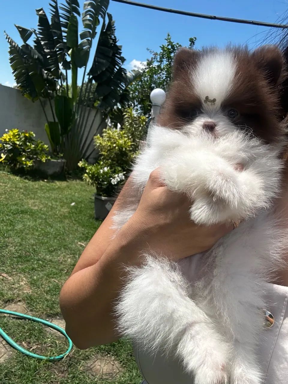 Spitz alemão  - Foto 5