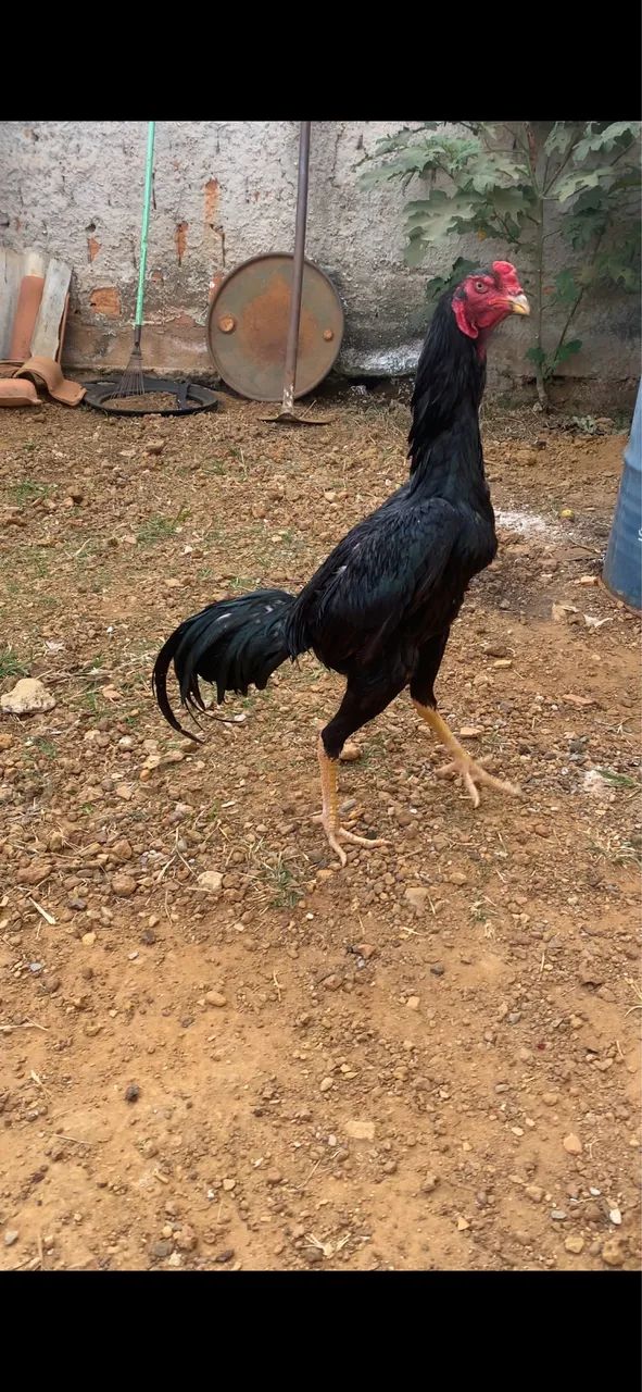 Frango top