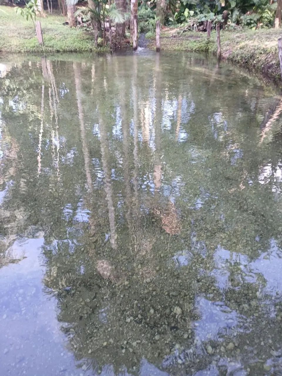 Vende-se sítio em Bragança  - Foto 3
