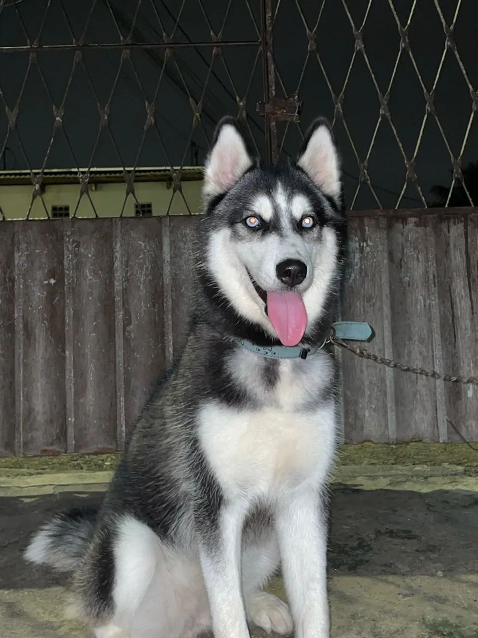Procuro husky macho para cruzar