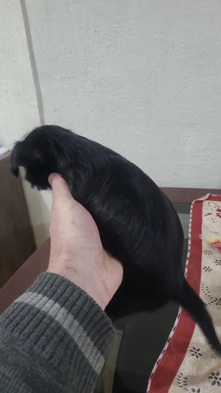Cachorro - Foto 3