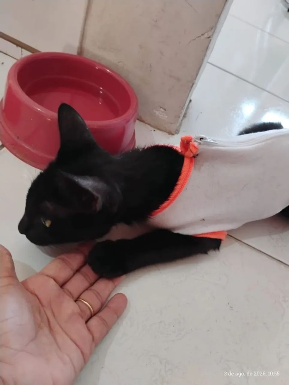 Gata mansa e castrada - Foto 2