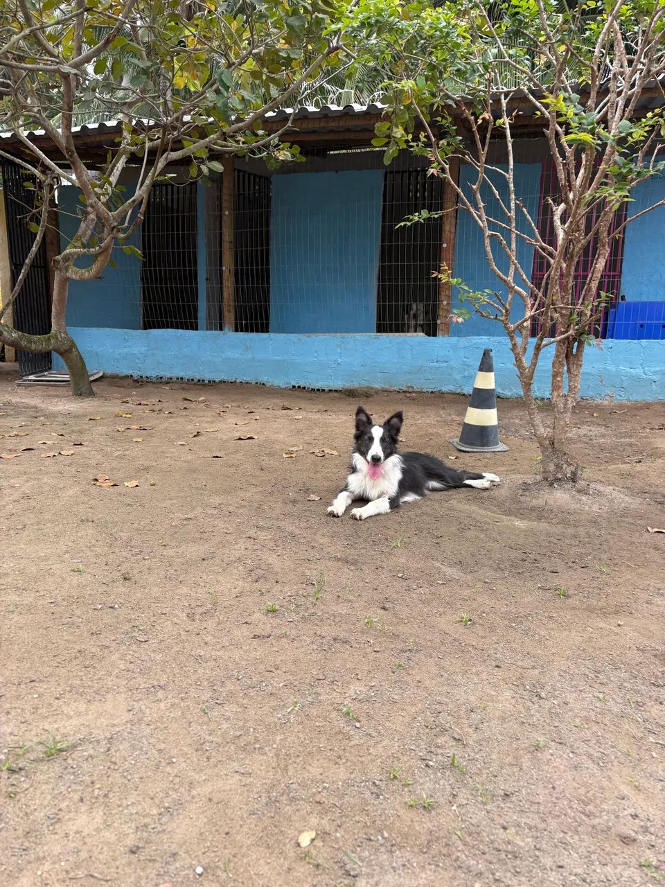 Border Collie  - Foto 4