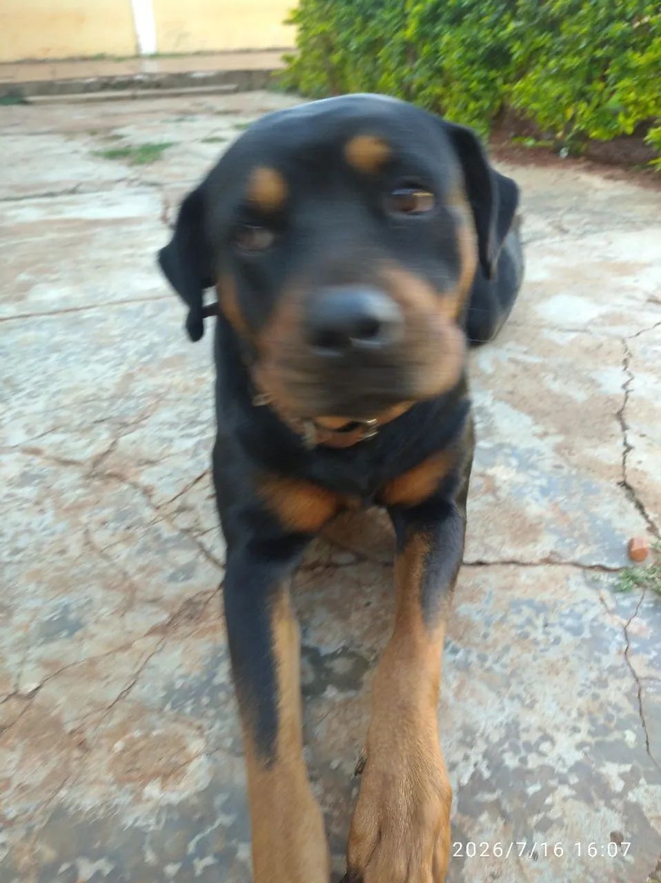 Rotweiller USA