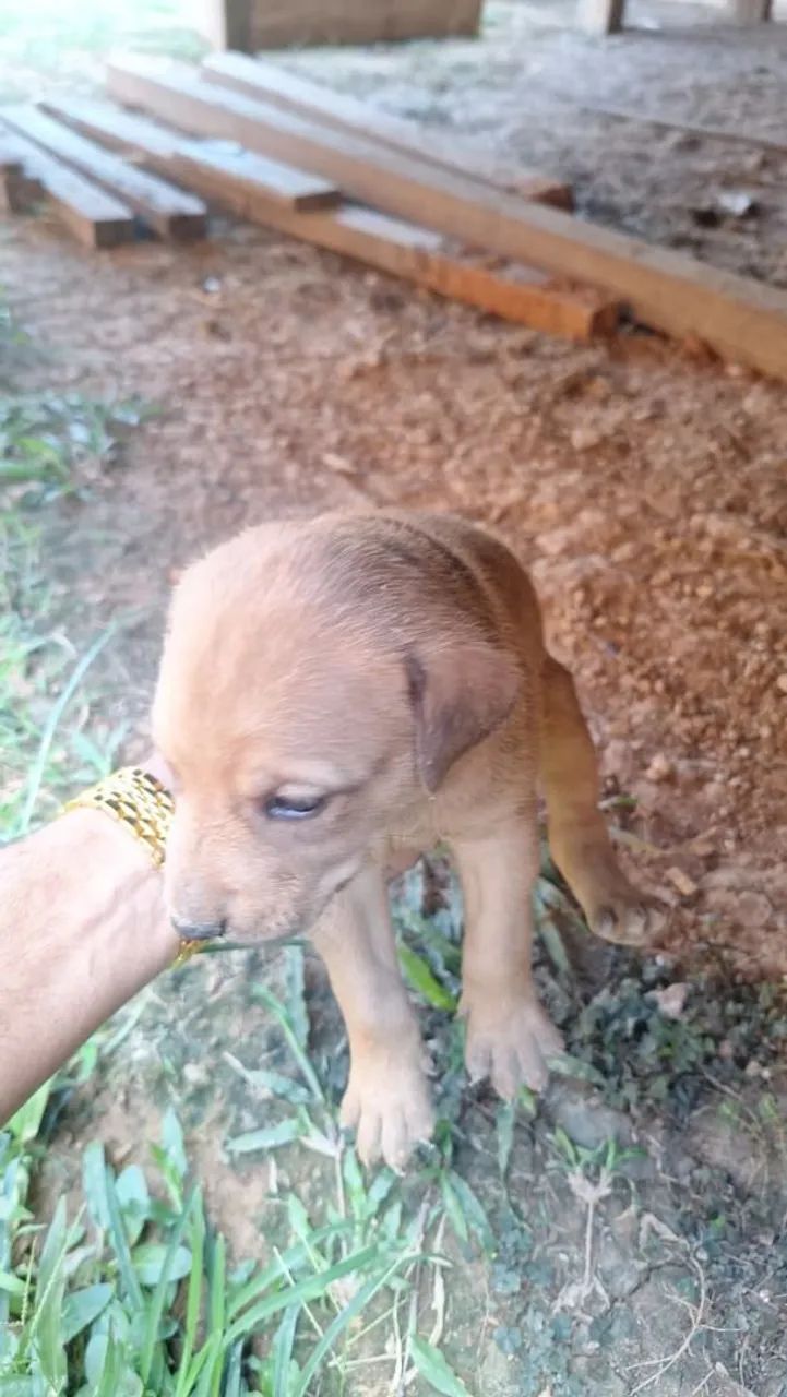 Doação de animais  - Foto 2