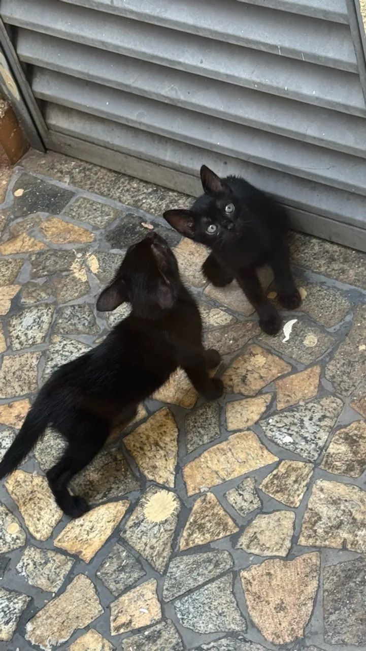 ? DOAÇÃO DE 2 GATINHAS  - Foto 4
