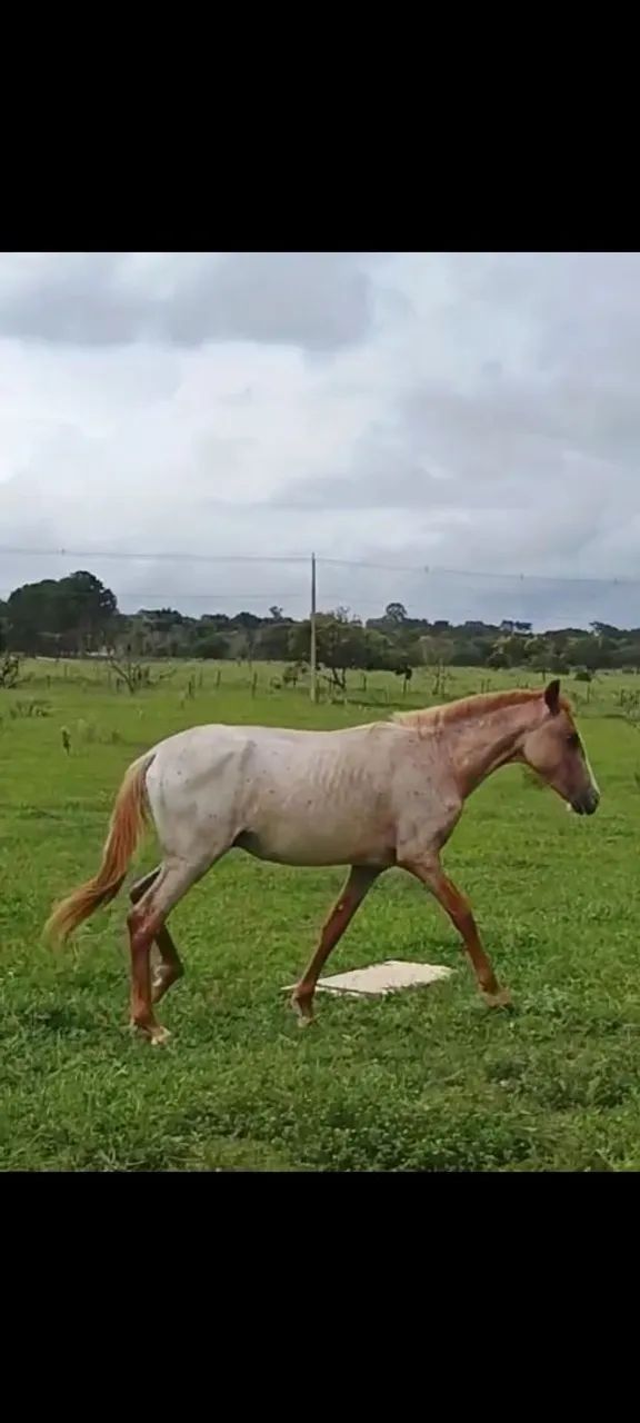 Potro mangalarga lindo - Foto 5