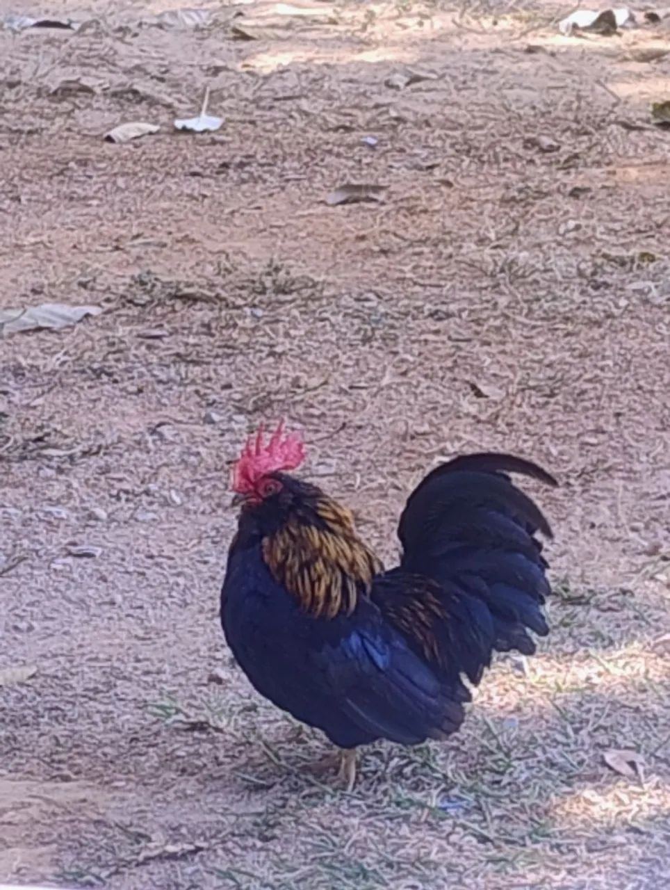 Galinhas garnisé  - Foto 2