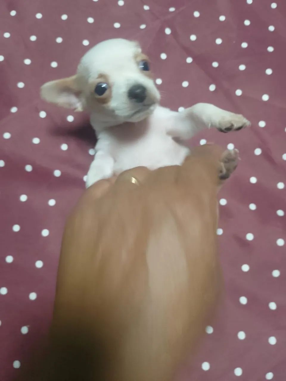 PINCHE COM PAI E MÃE LOGAL