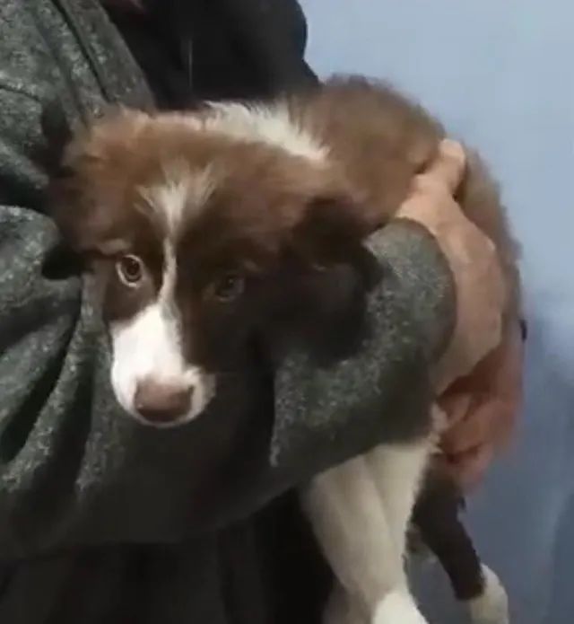Border collie lindo e inteligente 