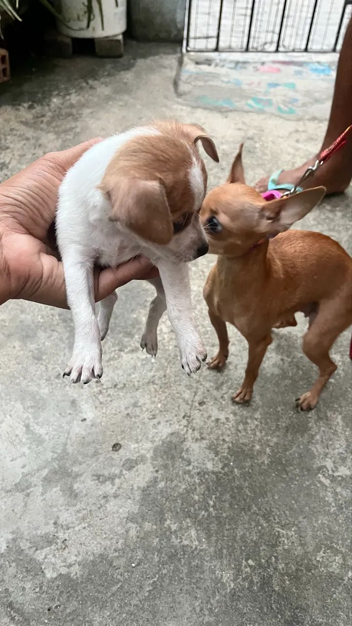 Cachorro  - Foto 4